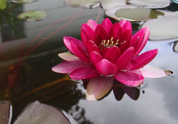 Baby Red Small Hardy Water Lily <br>