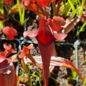 Sarracenia x chelsonii